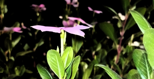 فرقہ واریت اور نظام کا کردار