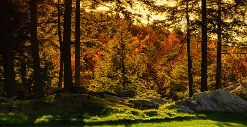 نبوی تعلیمات میں قدرتی ماحول کے تحفظ کی ناقابلِ مصالحت اہمیت