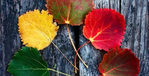 خلاف فطرت قانون اختیار کر نےکے نتائج واثرات