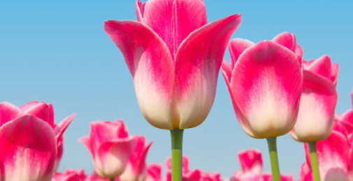 جسمانی و روحانی تقاضوں میں اعتدال پسندی